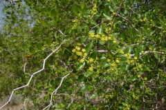 Lotus-tree-growing-wild
