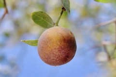 Mature-fruit-of-Lotus-tree