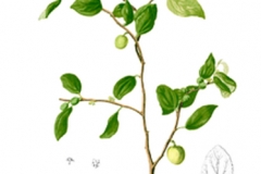 Plant-Illustration-of-Lotus-tree