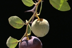Ripe-fruit-of-Lotus-tree-on-the-tree