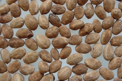 Seeds-of-Lotus-tree-fruit