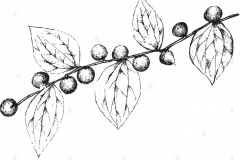 Sketch-of-Lotus-tree