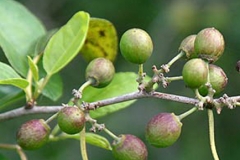 Unripe-fruits-of-Lotus-tree
