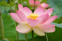 Close-up-flower-of-Lotus
