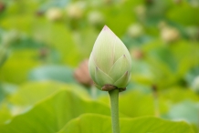 Flower-bud-of-Lotus