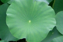 Leaves-of-Lotus