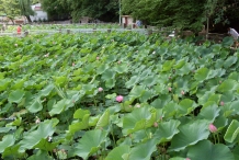 Lotus-farm