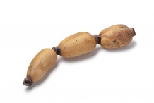 Lotus-root