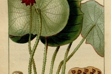 Plant-illustration-of-Lotus