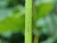 Stem-of-Lotus