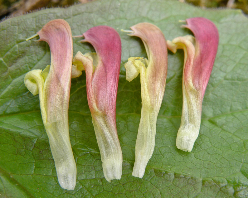 Closer-view-of-flowers-of-Lousewort