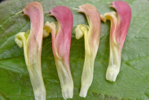 Closer-view-of-flowers-of-Lousewort
