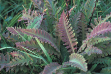 Leaves-of-Lousewort