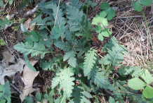 Lousewort-Plant-Growing-wild