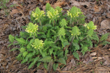 Lousewort--Plant
