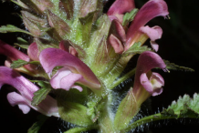 Lousewort--flower