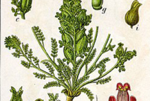 Plant-Illustration-of-Lousewort