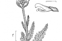 Sketch-of-Lousewort