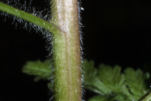 Stem-showing-leaf-bases-of-Lousewort