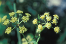 Flowers-of-lovage-plant