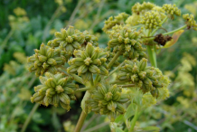 Fruits-(Seeds)-of-Lovage-Plant