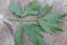 Lovage-Leaf