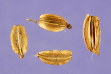 Lovage-Seeds