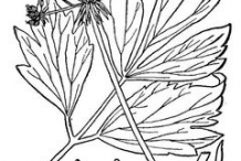 Lovage-Sketch