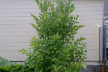Lovage-plant