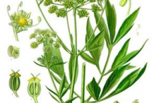 Plant-Illustration-of-Lovage