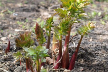Small-Lovage-plant