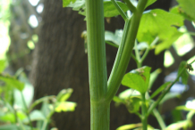 Stem-of-Lovage-plant