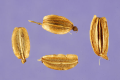 Lovage-Seeds