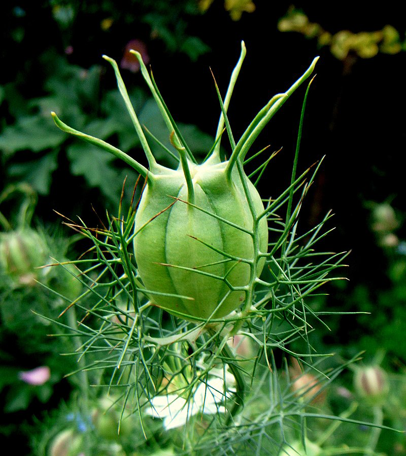 Immature-seed-capsule-of-Love-in-a-Mist