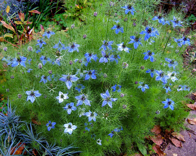 Love-in-a-Mist-plant