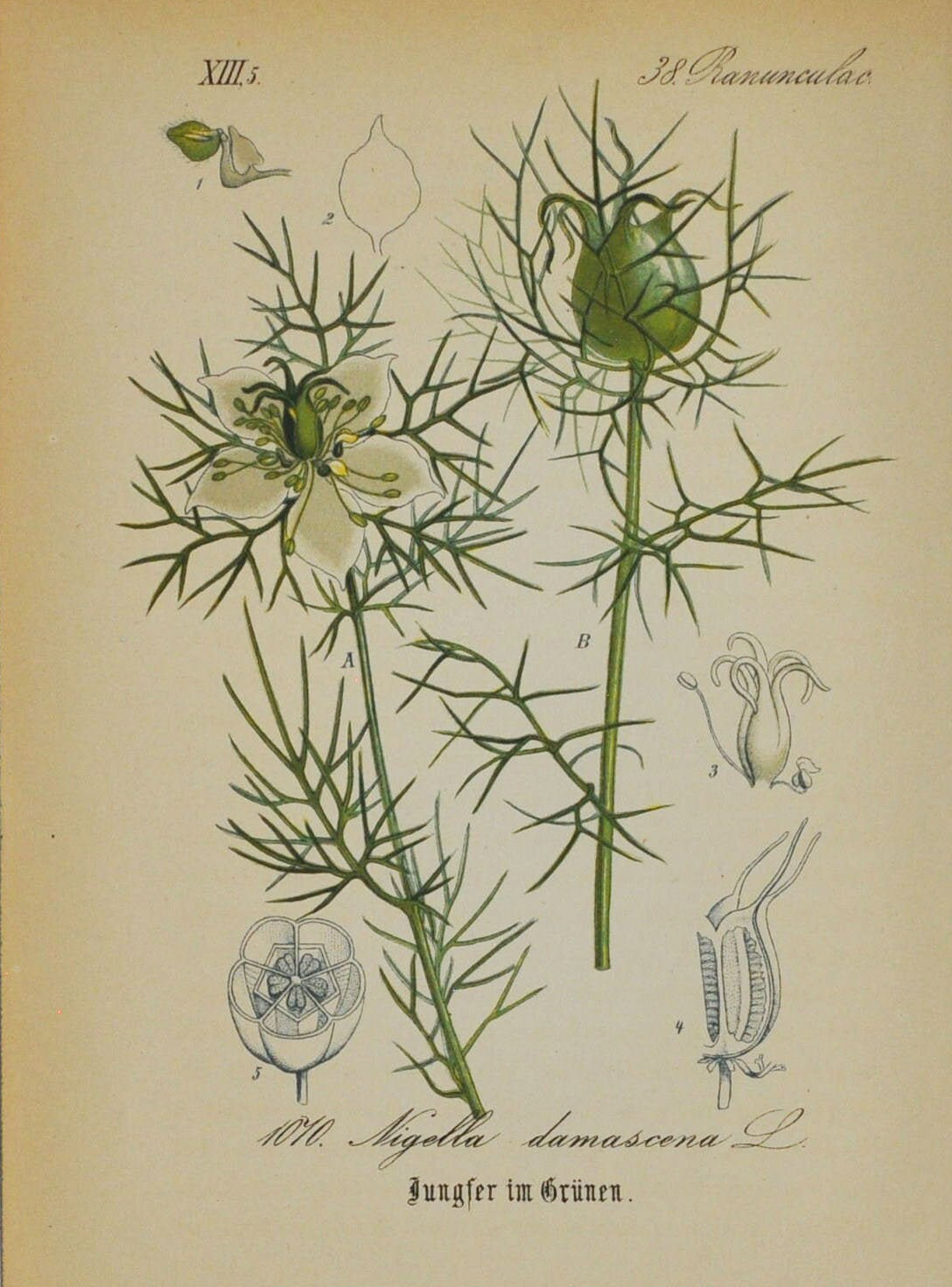 Plant-illustration-of-Love-in-a-Mist