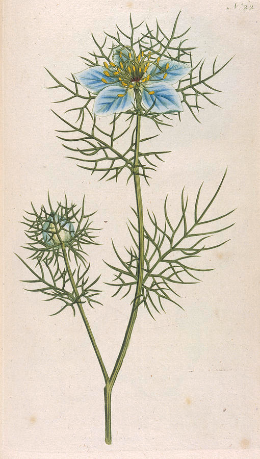 Sketch-of-Love-in-a-Mist