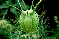 Immature-seed-capsule-of-Love-in-a-Mist