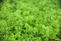 Leaves-of-Love-in-a-Mist
