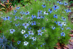 Love-in-a-Mist-plant