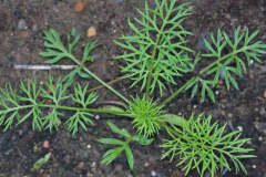 Love-in-a-Mist-sapling