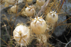 Mature-seed-pods-of-Love-in-a-Mist