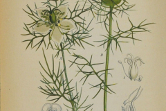 Plant-illustration-of-Love-in-a-Mist