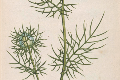 Sketch-of-Love-in-a-Mist