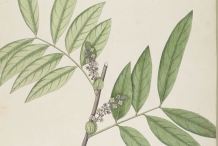 Plant-illustration-of-Luna-Nut