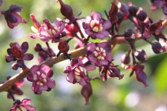 Flowers-of-luna-nuts