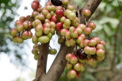 Immature-fruits-of-Luna-Nut