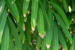 Leaves-of-Luna-Nut