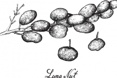 Sketch-of-Luna-Nut