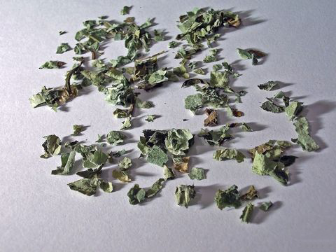 Dried-Lungwort